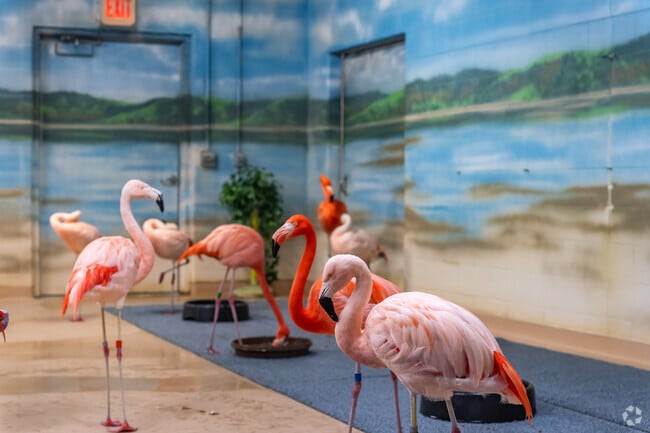Flamingos at Henry Vilas Zoo