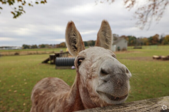 Say “hi” to Roger the donkey at the Historic Spencer-Peirce-Little farm in Newbury.
