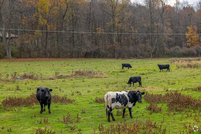 Cattle and farm animals are amongst the nicest neighbors in Franklin Township.