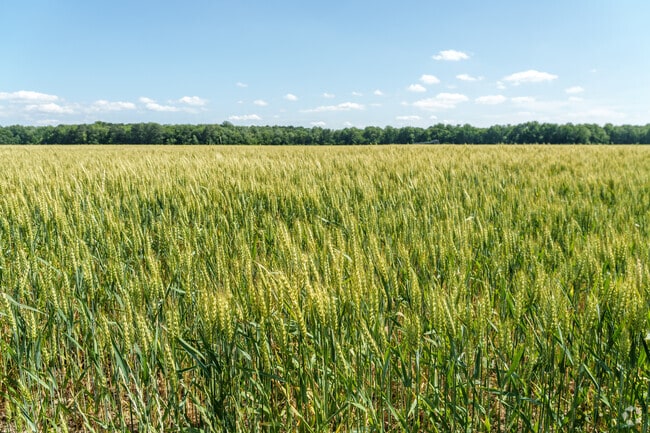 Fields of grain waving in the breeze are a common sight throughout much of rural Hebron.