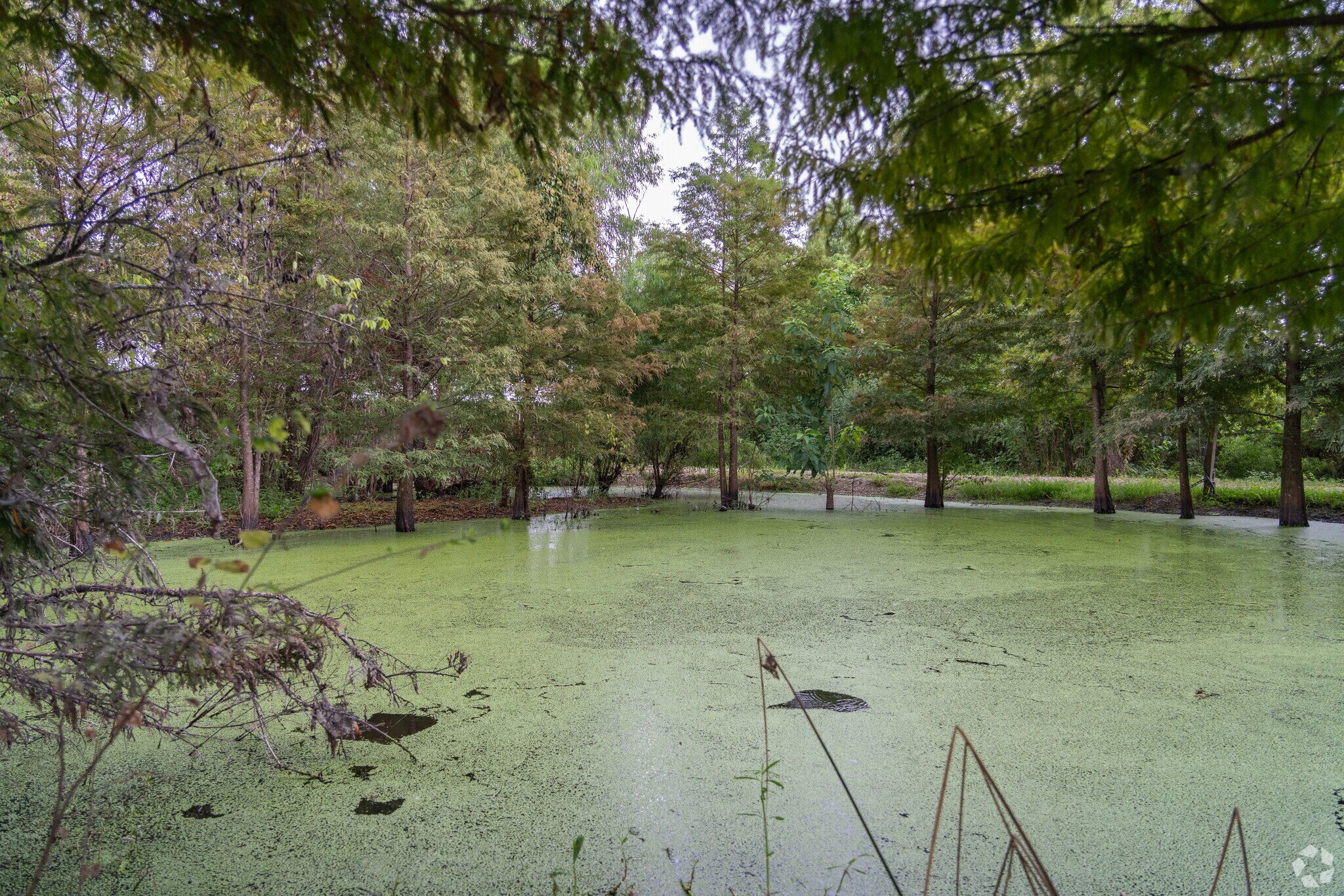 Sankofa Wetlands in Holy Cross features a swamp like enviroment.