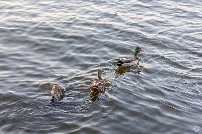 Ten Hill has a lot of wildlife due to the nearby Mystic River.