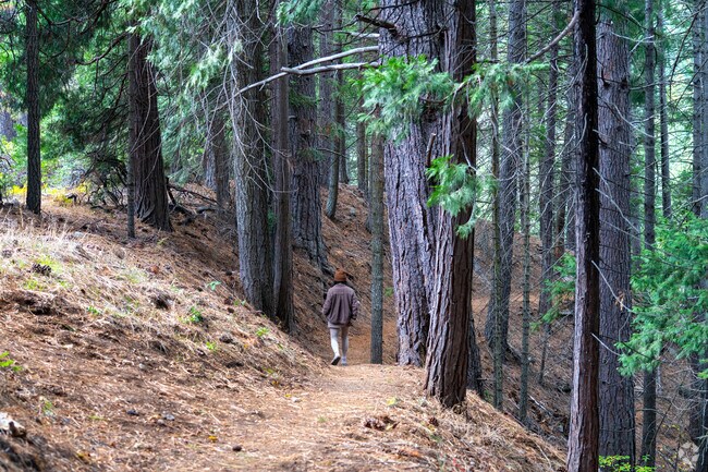 Trekking to the top of Mount Shasta is a popular pastime.