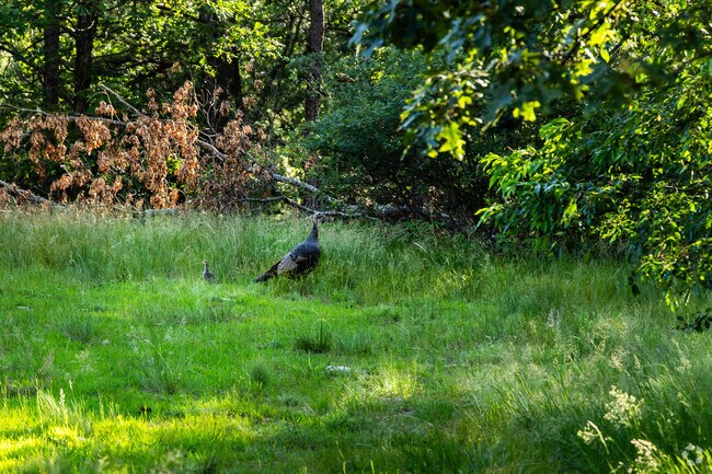 Enjoy a wildlife sighting in one of the many green spaces around Winnmere.