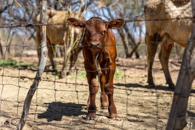 Although part of the Sonoran Desert, Arivaca Junction has areas that are heavily wooded for a farmstead lifestyle.