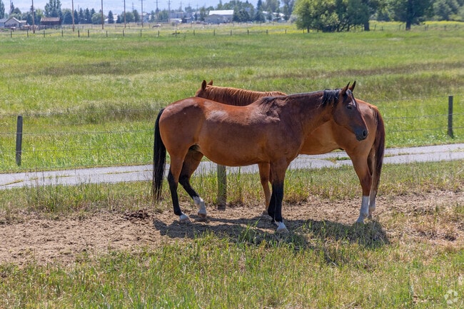 Horses are part of the East Helena Valley landscape and culture.