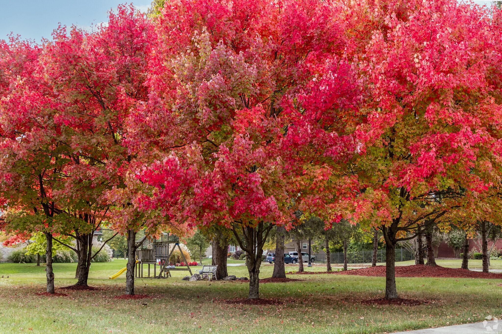 Beautiful mature trees line the streets of the Northern Hills neighborhood.