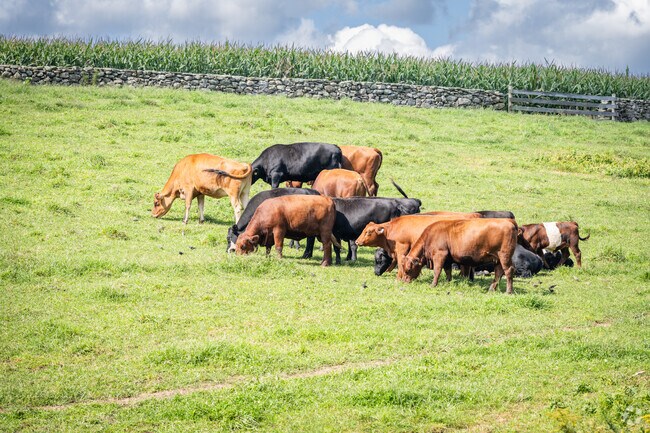 Get a scoop of fresh cow ice cream at Buttonwood Farm, just a short drive from Griswold, CT.