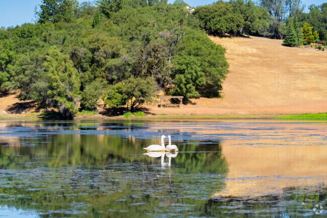 Swans glide across Indian Bow Lake in Auburn Lake Trails.