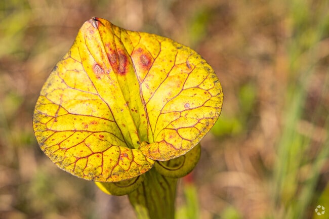 A Carnivorous Pitcher Plant awaits its next victim at Stanley Rehder Carnivorous Plant Garden.