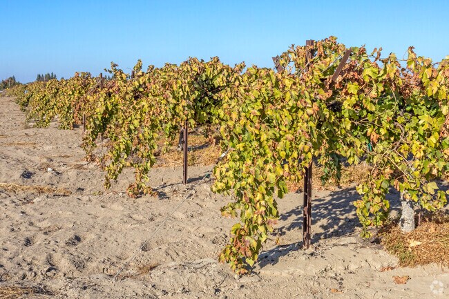 The Fowler area is surrounded by Vineyards.