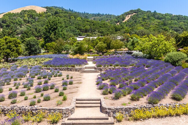 At Matanza Creek Winery enjoy your wine in an Adirondack chair beside fields of lavender.