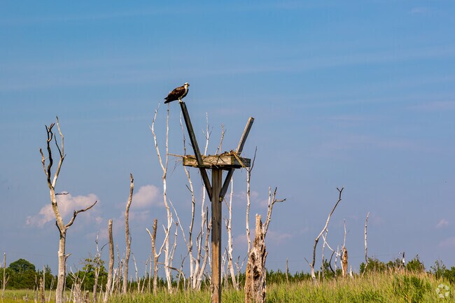 Observe Osprey at thhe Thompson Beach Observation Platform.