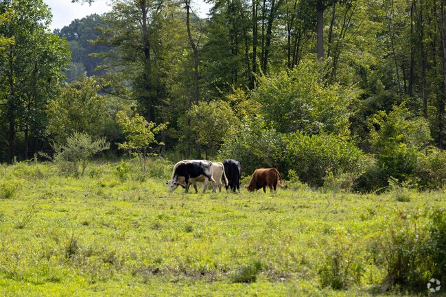 Cows graze in pastures around Pine Grove’s agricultural areas.