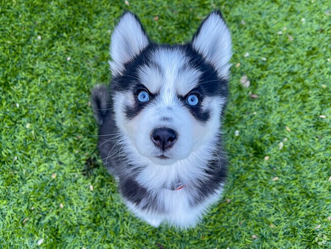 Enjoy an afternoon with your puppy at the Overlook Dog Park in Blossom Hills.