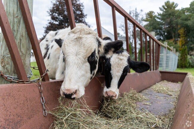 No visit to Shaw Farm in Dracut is complete without stopping by to see the cows!