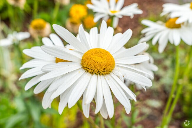 Vibrant flowers bloom throughout Loleta.