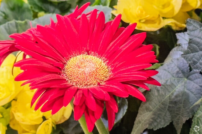 Flora blooms brightly in the summer months of Central Park Superior Wisconsin.