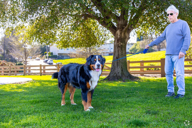 Take your dog for a walk in the park in Old Agoura Park.