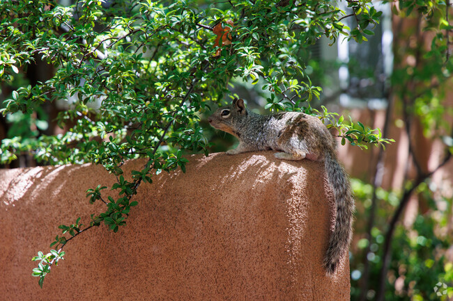 The local wild life around Don Diego love all of the trees through the neighborhood.