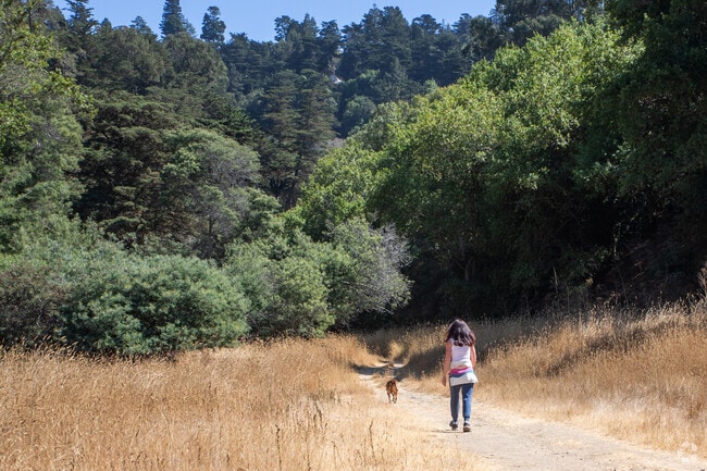 Hikers and their dogs love Shepard's Canyon in Oakland