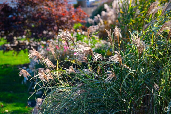 Beautiful ferns and other native plants fill every street corner in Sconticut Neck.