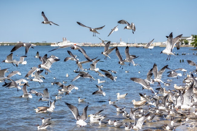 Lower Township has some of the largest bird populations in all of New Jersey.