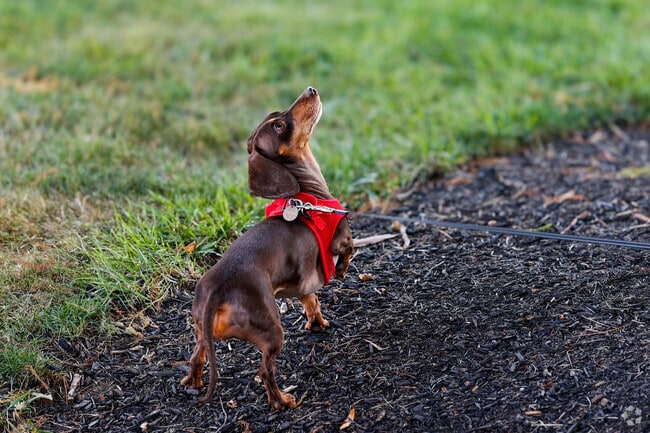 A Cold Spring pup chases squirrels up trees in the local park.