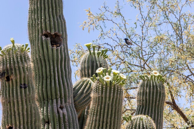Once a year, the iconic Saguaro cactus blooms in North Deer Valley.