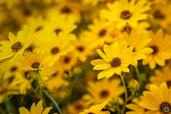 Golden flowers contribute to the vibrant fall palette in Weston.