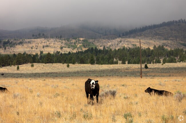Cows graze in a golden field near Jefferson City, with mountains rising in the background.