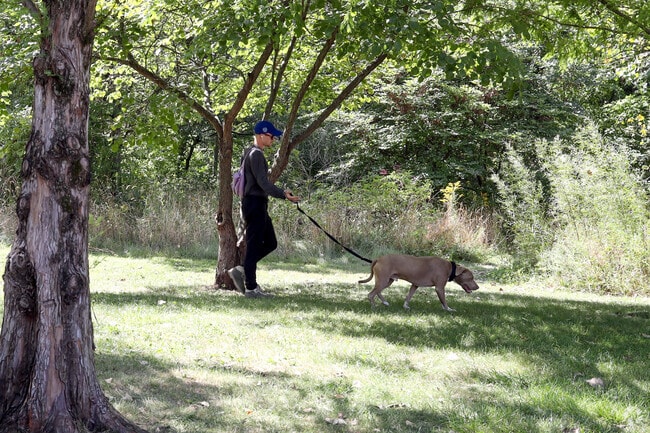 Homecroft locals can take their dogs to local parks for fun walks.