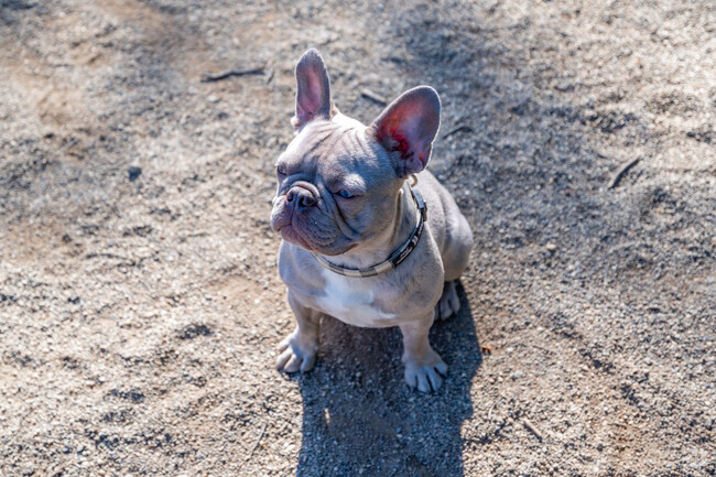In South Euclid, dogs aren't just pets; they're cherished members of the community.