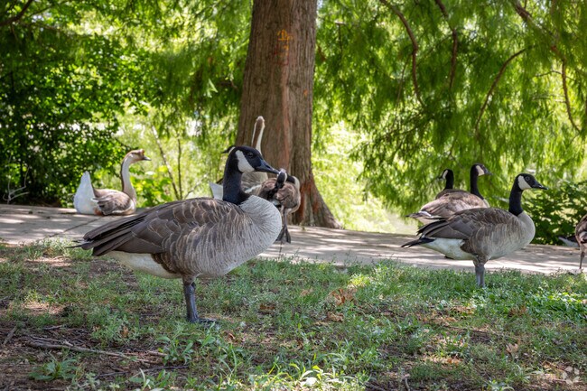 Geese gather beneath a shade tree outside Fair Heights.