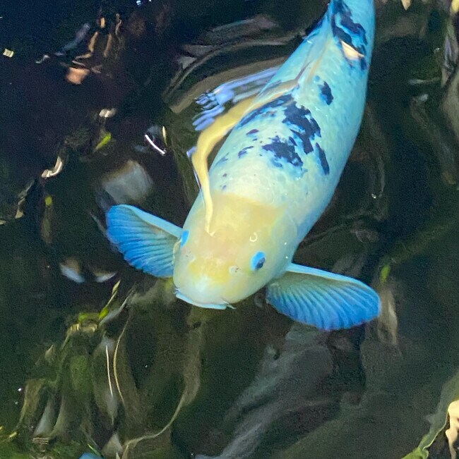 Aleksandra  Grinberg