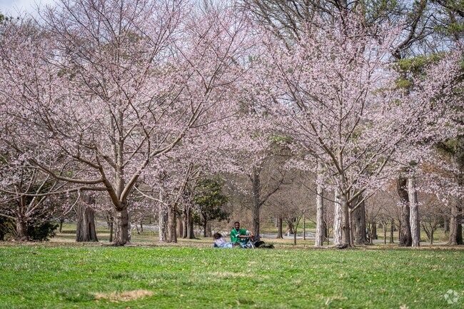 Enjoy the shade of the Dogwood trees in Tower Grove Park.