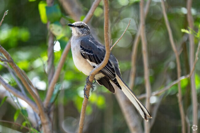 A variety of bird species can be found near Old Hidalgo Pumphouse Park year round in the city of Hidalgo.