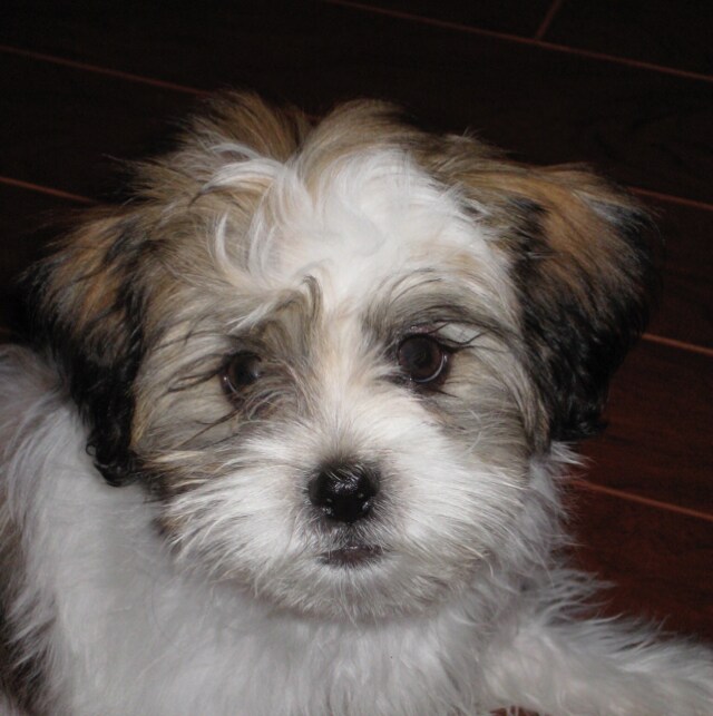 Agent Photo