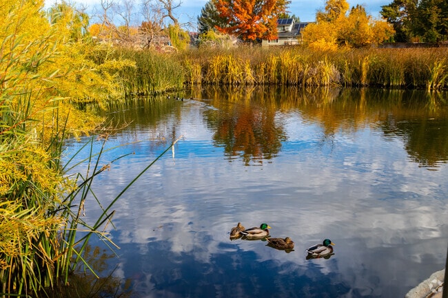 Randall Park features nature trails and a pond amid lush greenery.