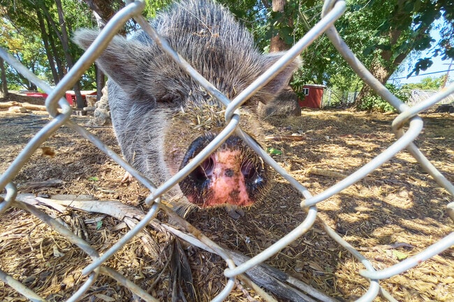 Farm animals at John R. Wooden High School in Reseda, CA.