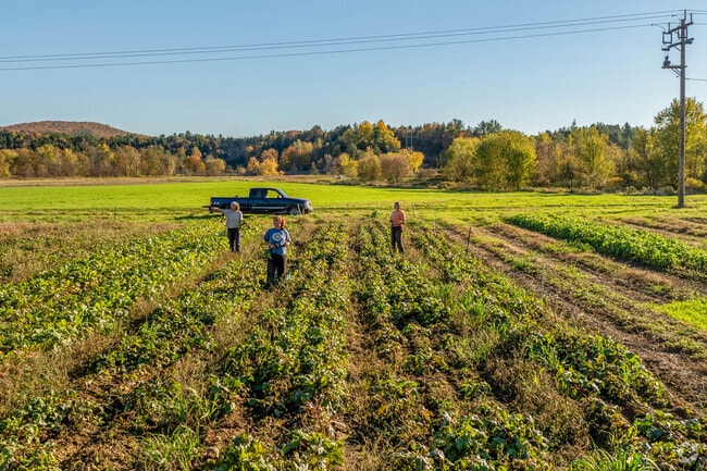 Farmhands harvest crops at a farm near Fairfax Village.