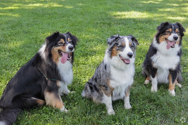 Norwood Park is nearby for Chevy Chase Terrace residents to enjoy an afternoon with their pets.