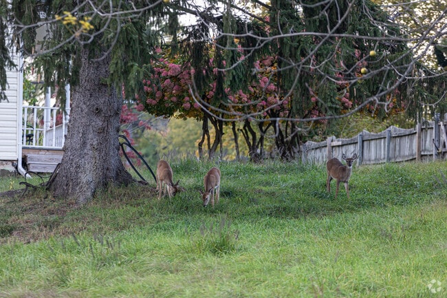 Deer are often seen in the wooded areas of Franklintown.