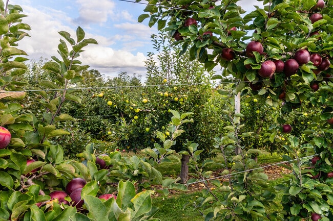 Boothby's Orchard is a amazing place to pick apples and enjoy the outdoors in Livermore.