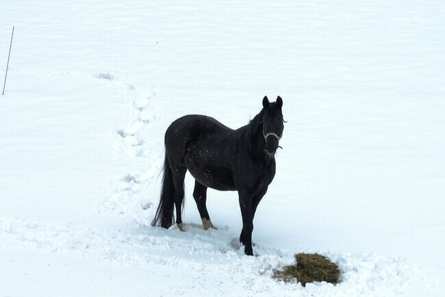 Horse properties and trail riding are common around Pownal.