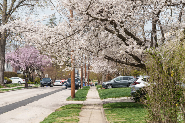 A flowering cherry tree makes for a very picturesque walk along this sidewalk in the Waverly neighborhood.