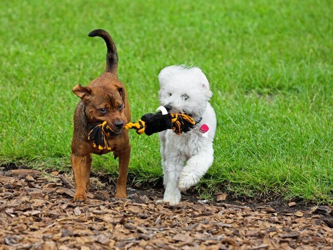 4-legged family members will make friends too at the planned neighborhood dog park.