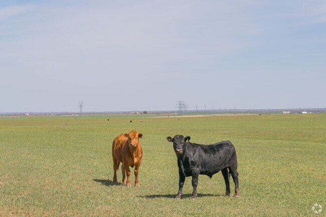 Large farms with cows are common around Burkburnett.