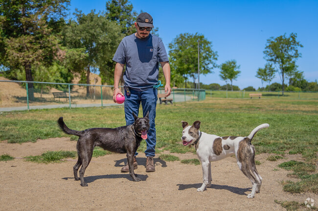 Two big dogs engage with one another at the Newhall Dog Park in Concord, CA.