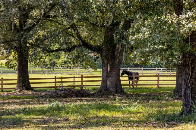 Horses have plenty of room to roam in Centerville Conservation.